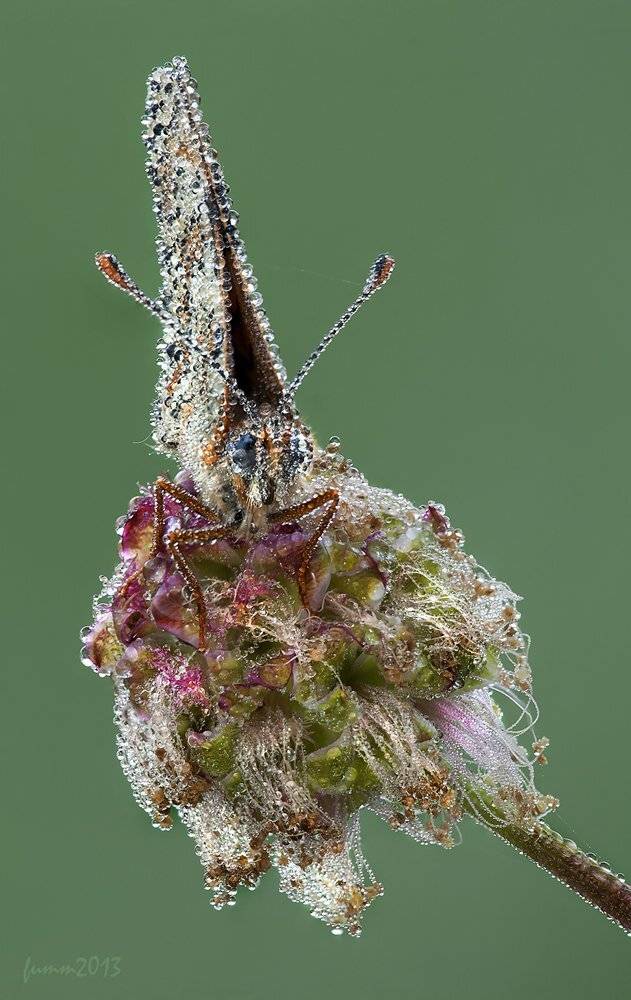 , Игорь ФУММ