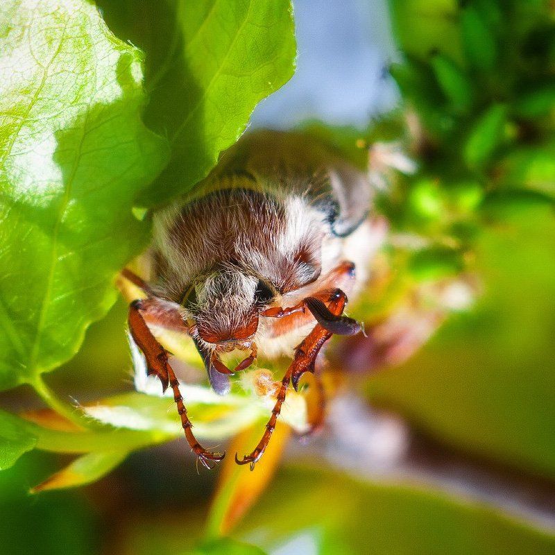 Melolontha фото превью