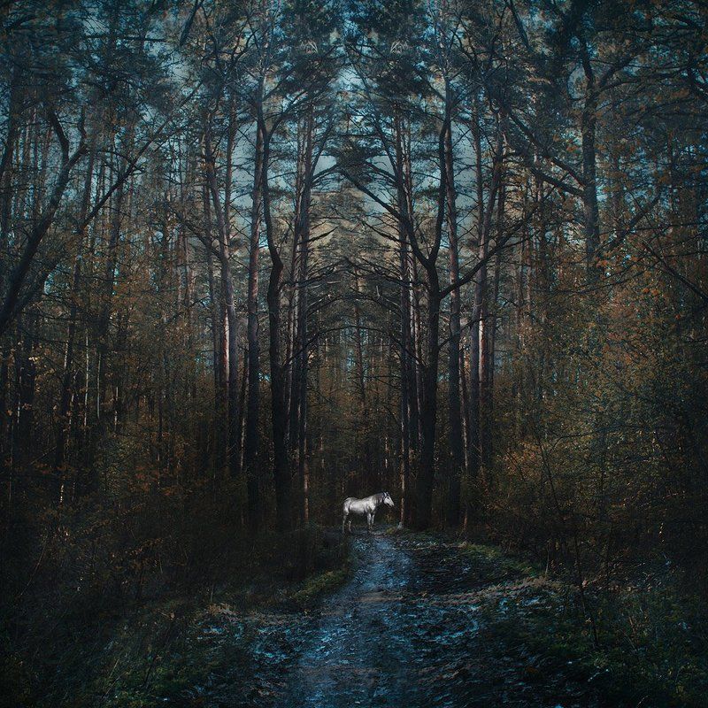 В лесу фото превью