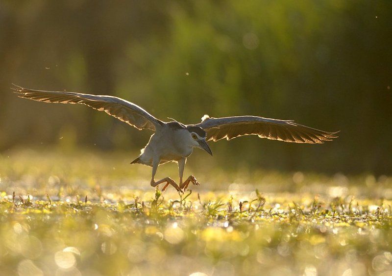 Black-crowned Night-heron/Nycticorax nycticorax фото превью