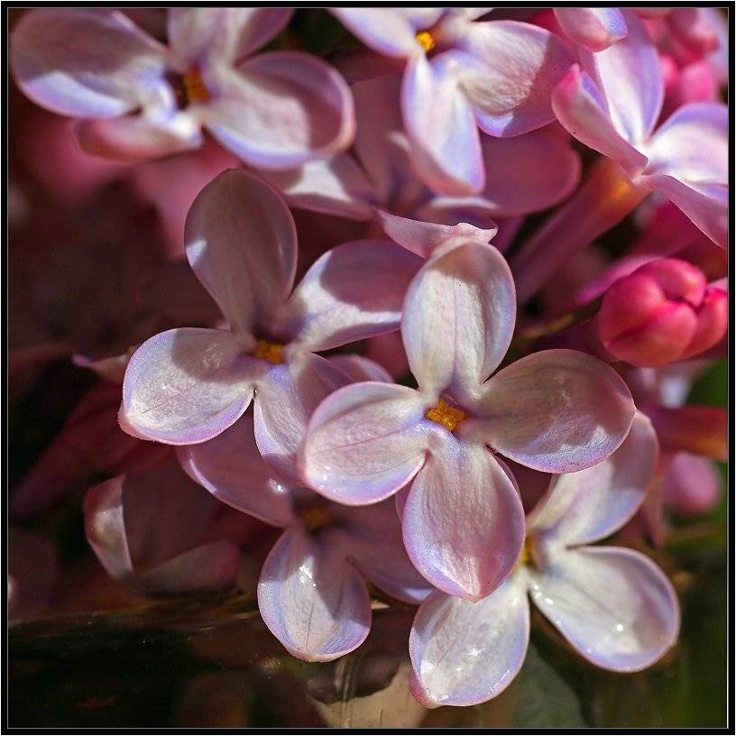 , Качурин Алексей