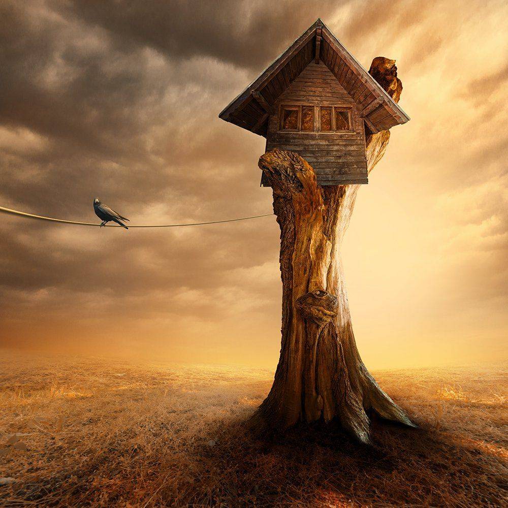 bird, cable, carasdesign, clouds, crow, house, light, manipulation, mounting, psd, roof, sky, tree, tutorials, Caras Ionut