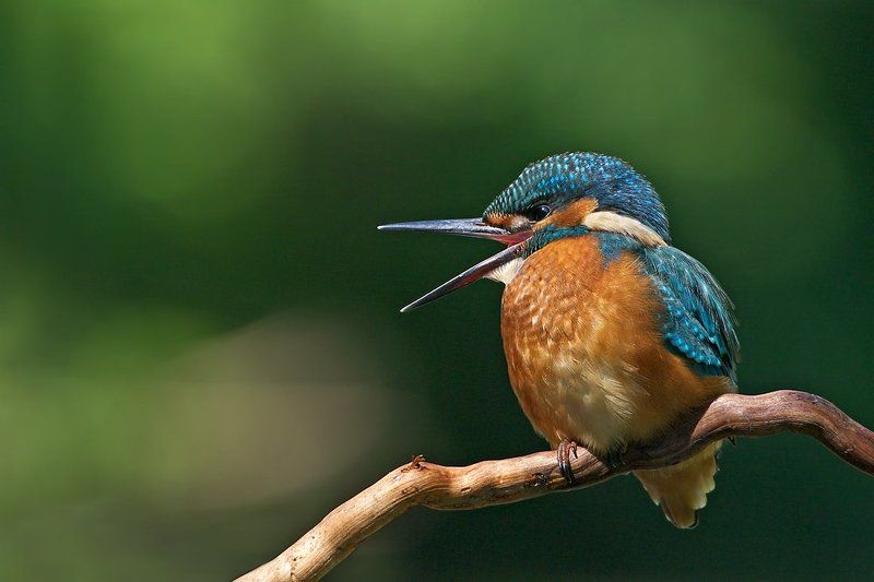 зимородок, kingfisher, alcedo, atthis, земеродно, рибарче Зимородок певец фото превью