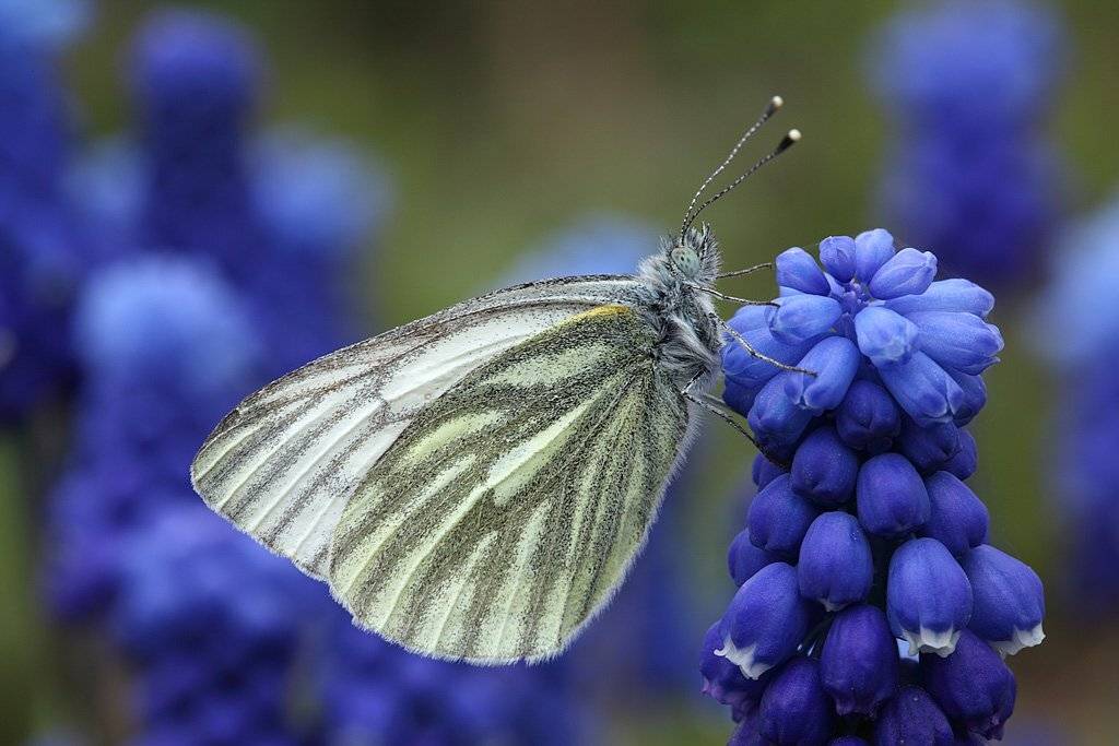 , Сергей Таланов