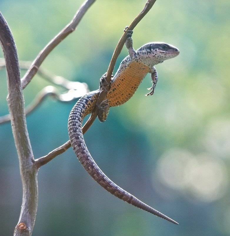 , Вячеслав Мищенко