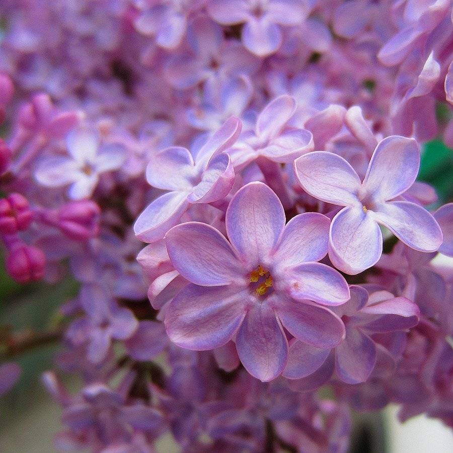 , Качурин Алексей