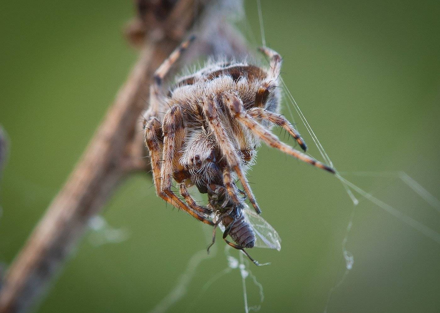 , Андрей Канышев