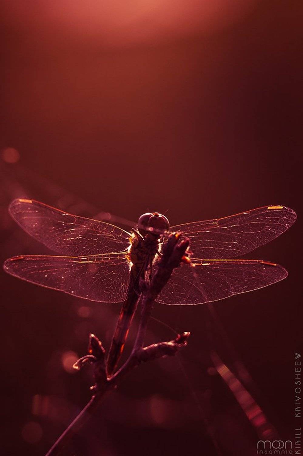 макро,насекомые,стрекоза,красный,дьявол,крылья,глаза, Kirill Krivosheew