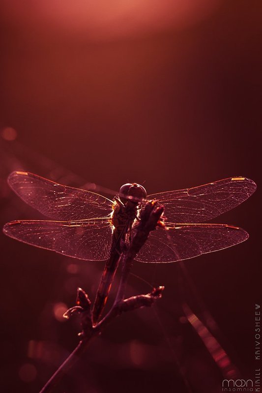 макро,насекомые,стрекоза,красный,дьявол,крылья,глаза Красный Дьявол фото превью