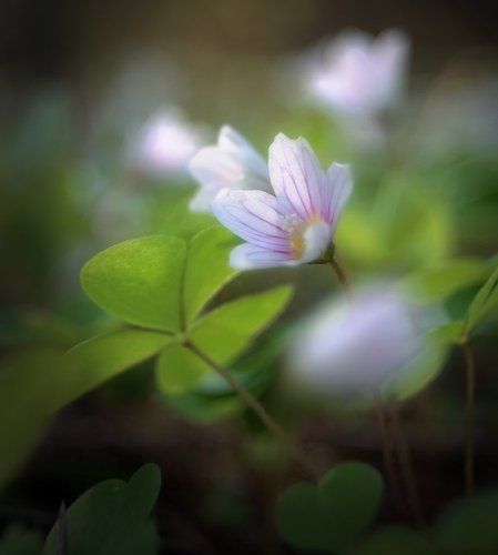 Oxalis