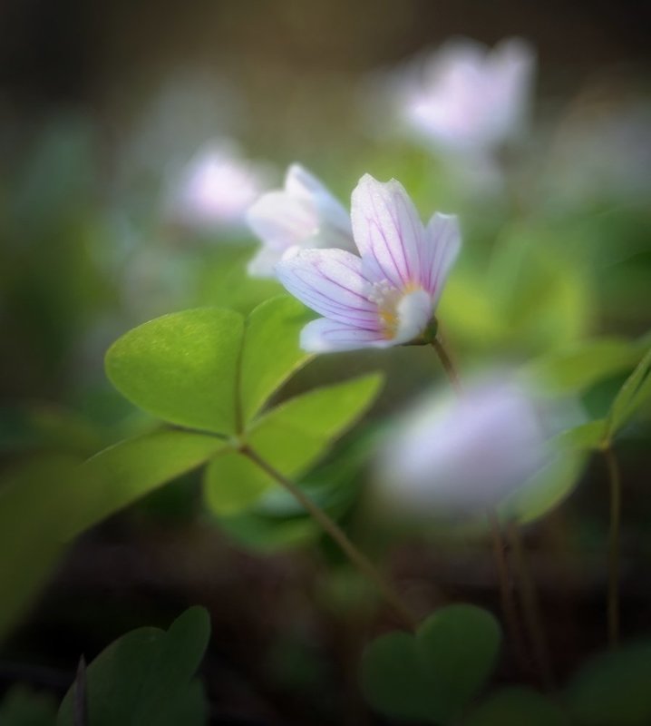 кислица, oxalis, заячья капуста Oxalis фото превью