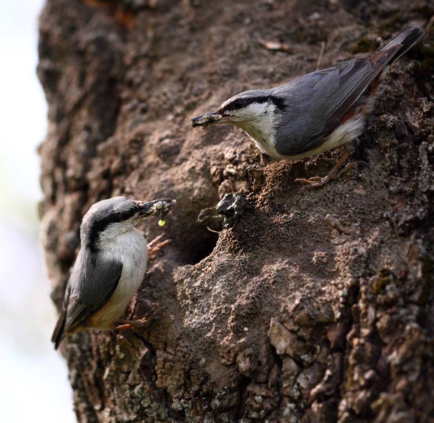 , Михаил Псарёв