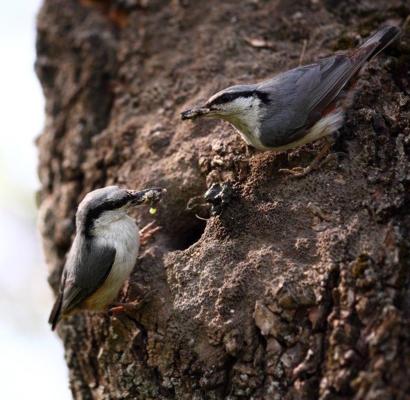 Семейный портрет поползней сузивших леток дупла дятла, замазав его глиной - теперь кормят потомство. фото превью