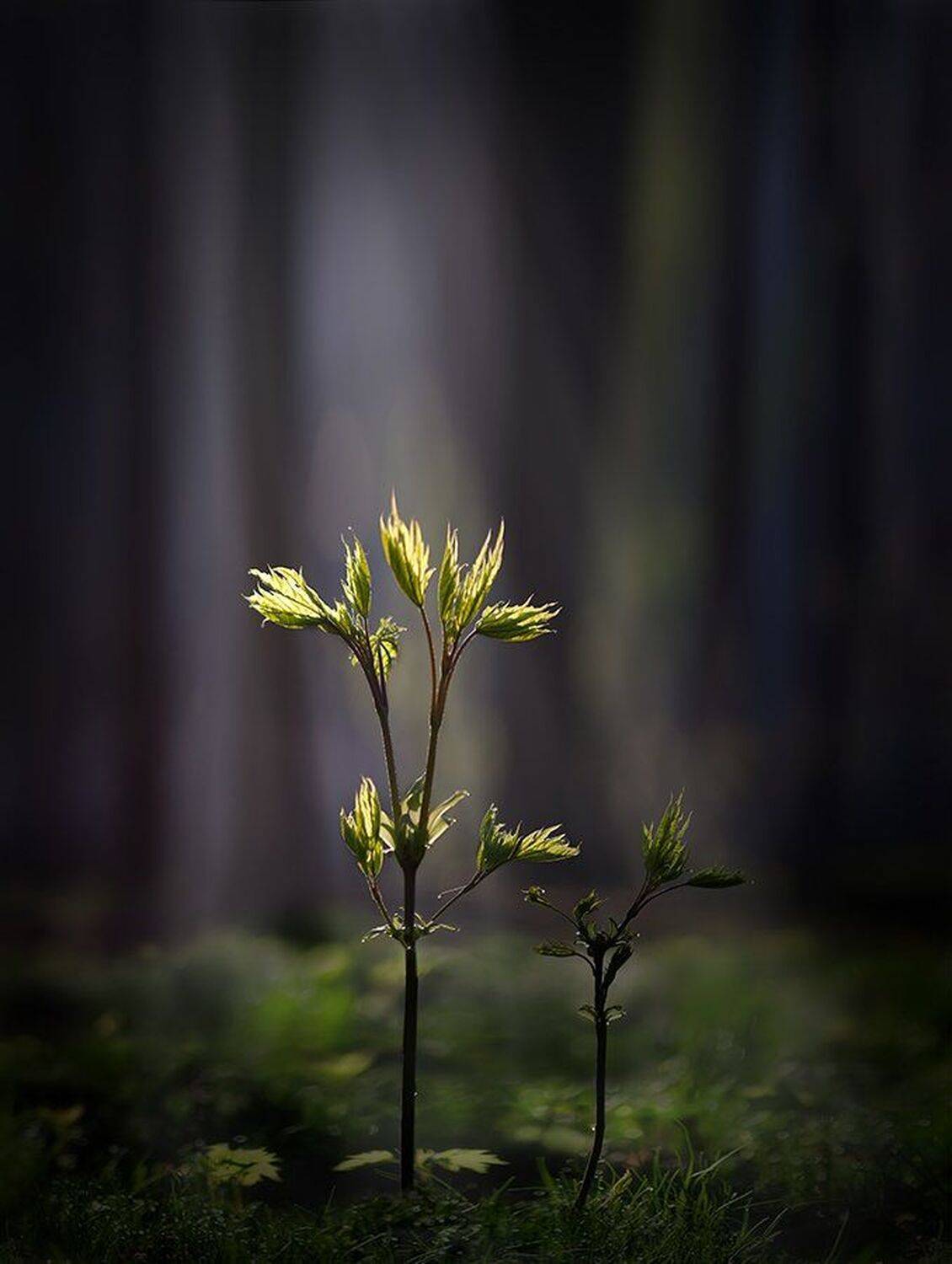 весна, возрождение, Сергей Хромов