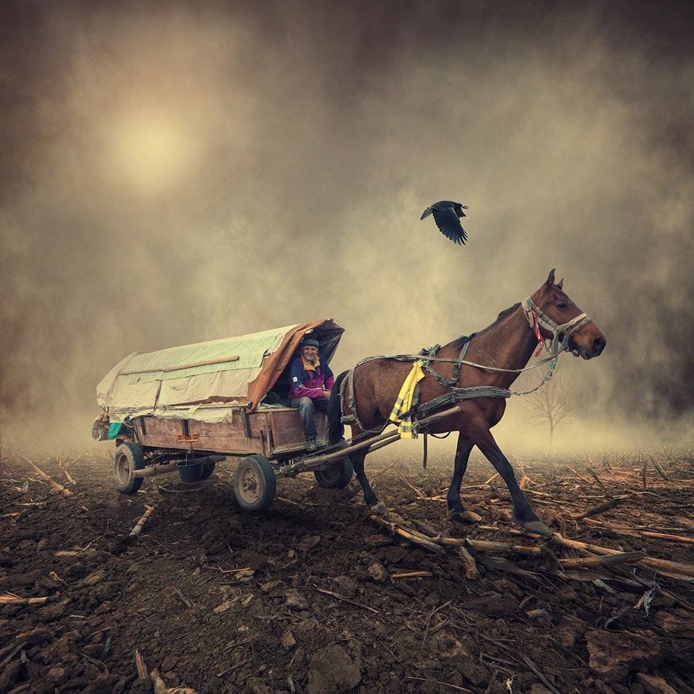 cart, crow, ground, light, manipulation, mounting, photoshop, psd, tulip, reaven, man, grounds, field,, Caras Ionut