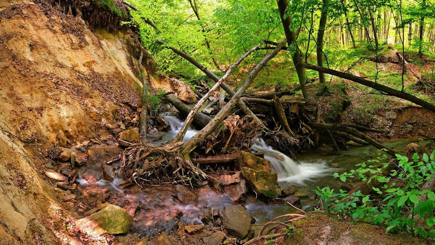 лес, ручей, весна, обрыв, природа, пейзаж, Serj Master