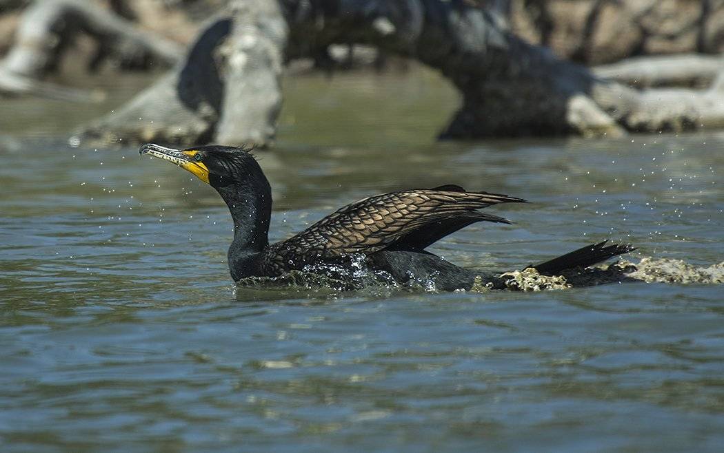 phalacrocorax auritus, ушастый баклан, птицы, phalacrocoracidae, Sergey Volkov