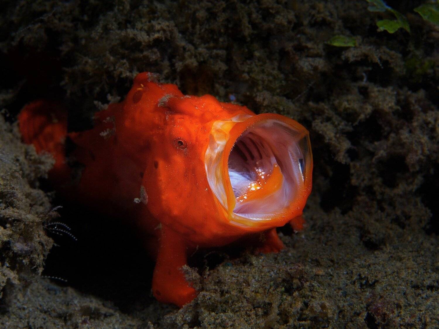 frogfish, ambon, Unlis