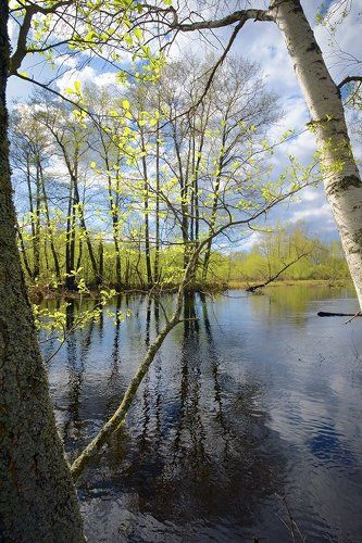 Pro весну по диагонали