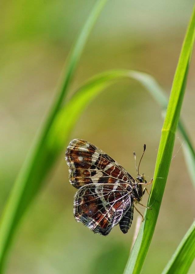 , Чепленко Алексей