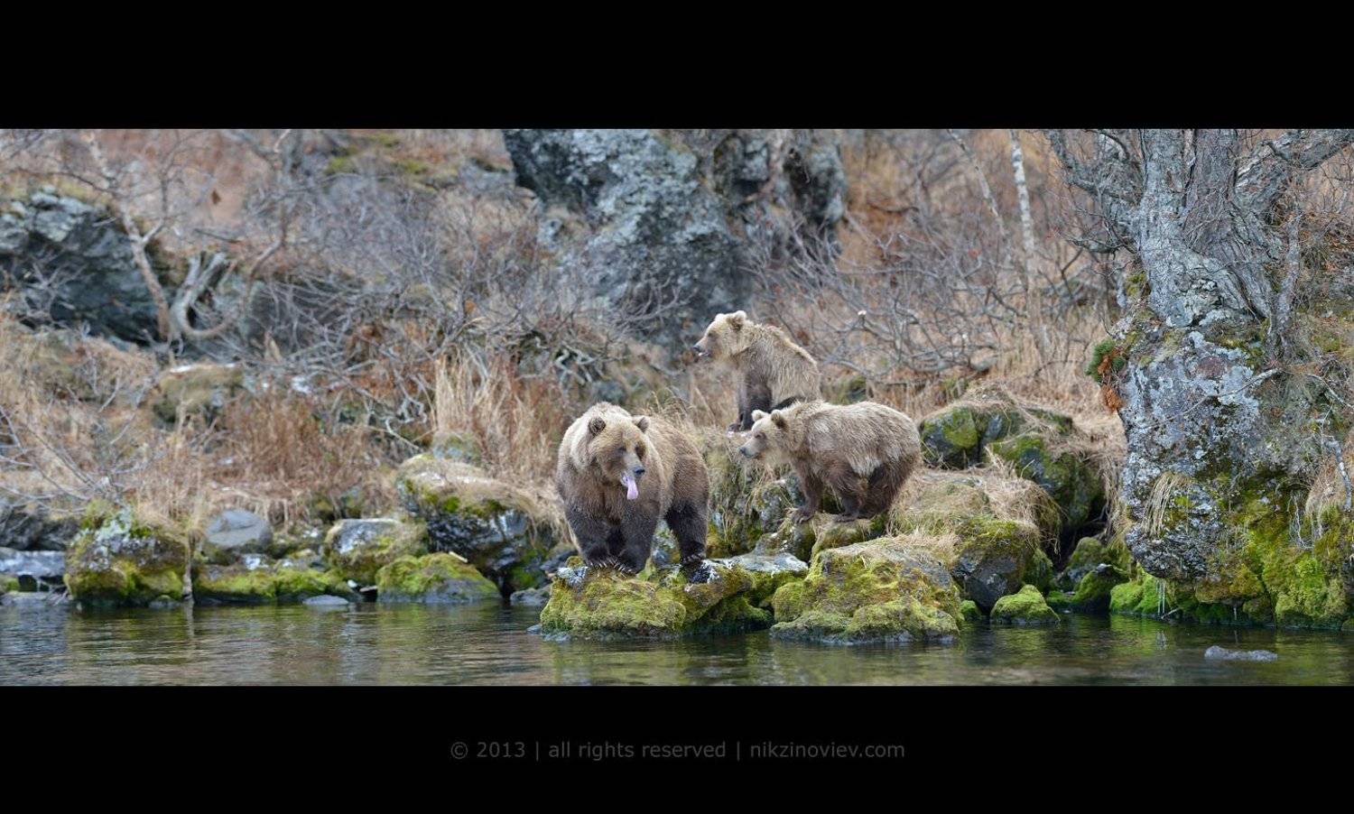 медведь, камчатка, южно-камчатский заказник, дикая природа россии, николай зиновьев, Николай Зиновьев