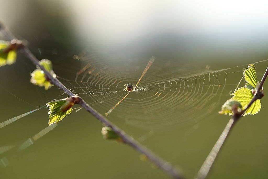 , Сергей Таланов