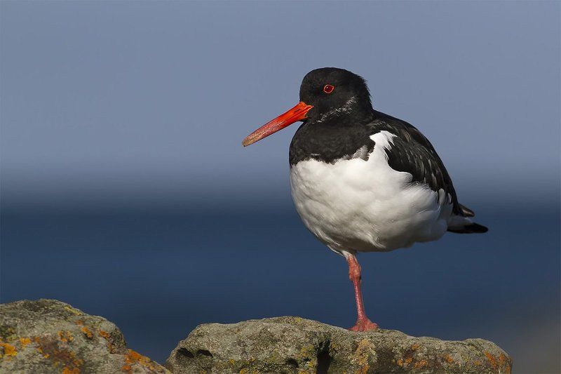 The Eurasian Oystercatcher (Kулик-Cорока) фото превью