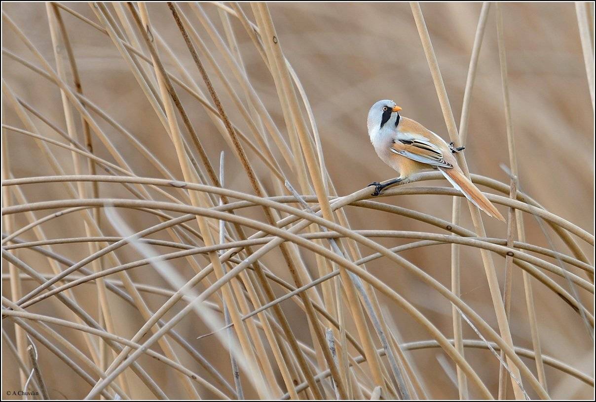 синица,усатая,тросник,май, Александр Чувилин