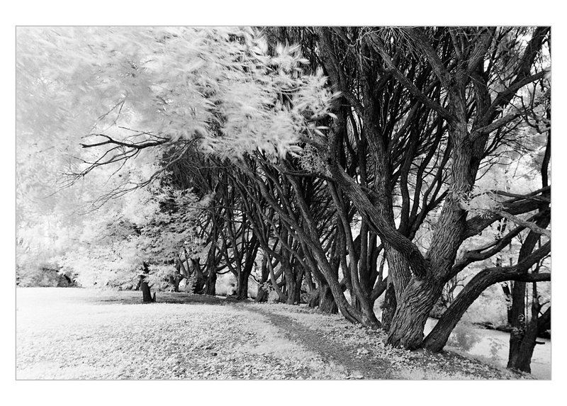 ивы, лето, ик the way фото превью