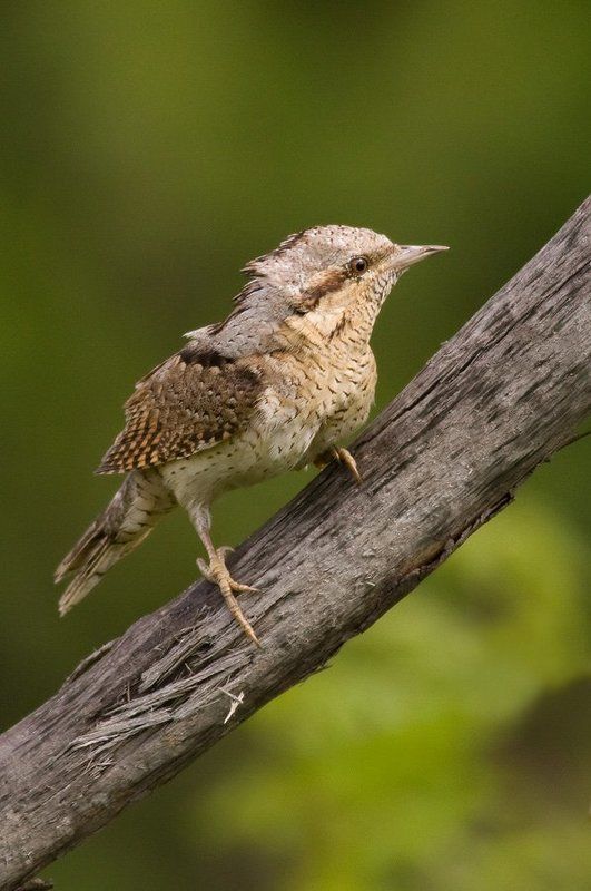 Eurasian Wryneck фото превью