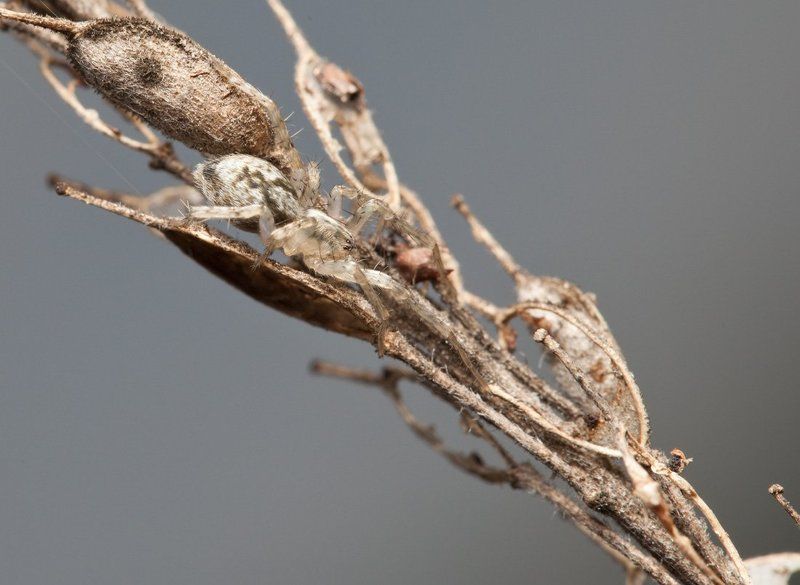 маскиратор фото превью