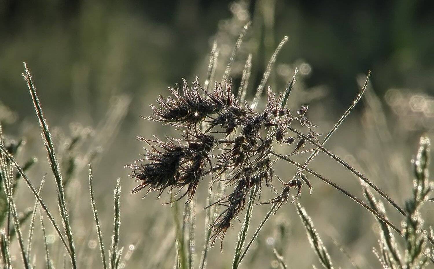 , Ирина Костова