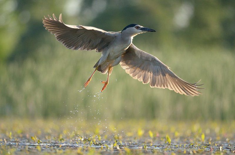 Nycticorax nycticorax фото превью