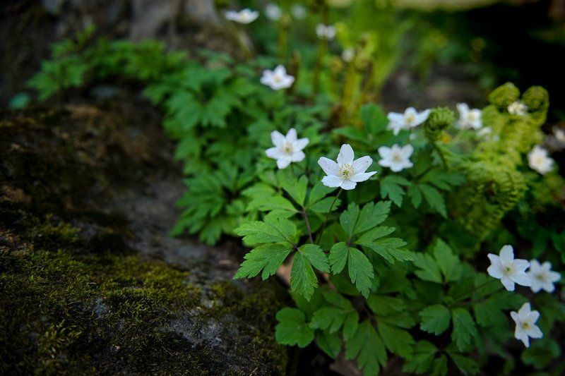 макро, цветы, флора, ветреница, первоцвет, весна, лес, зелень, spring, flower, forest, macro, white, green, wildlife, nature, природа В чаще леса фото превью