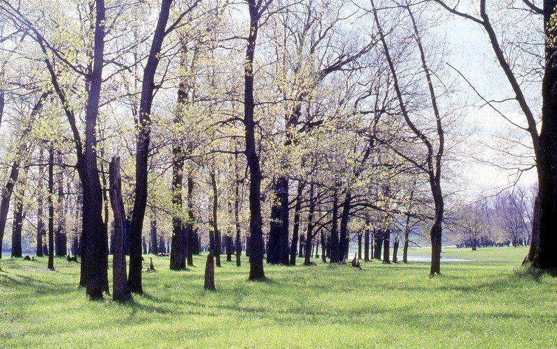 МАЙ фото превью