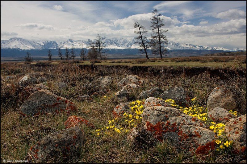 алтай, горы, горный алтай, курайская степь, северо0чуйский хребет, май, аня графова Первомайская степь фото превью