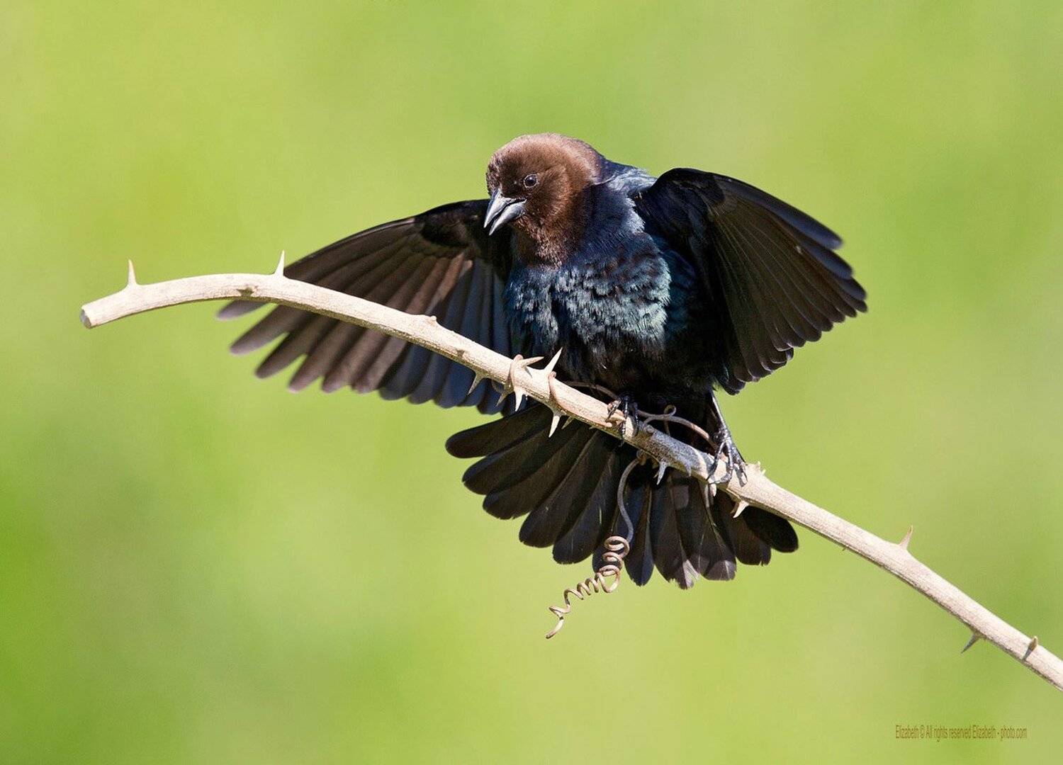 буроголовий, коровий, трупиал, brown-headed, cowbird, Elizabeth Etkind