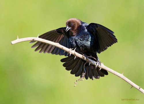 Буроголовий коровий трупиал - Brown-headed Cowbird