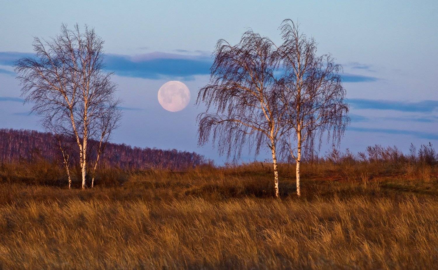 луна, березы, береза, утро, рассвет, Криволуцкий Игорь