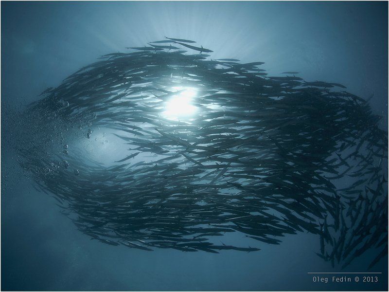 sipadan island, barracuda point, diving, underwater photography \