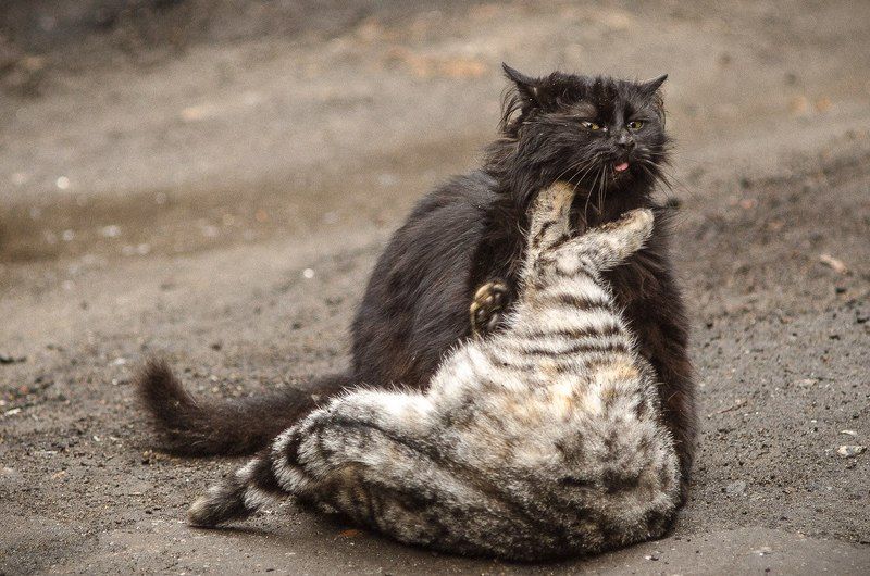 Кошкины игры фото превью