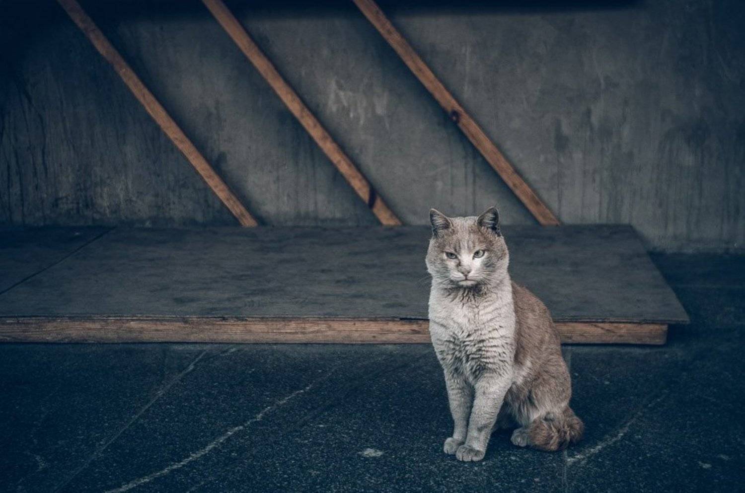 , Белецкий Сергей