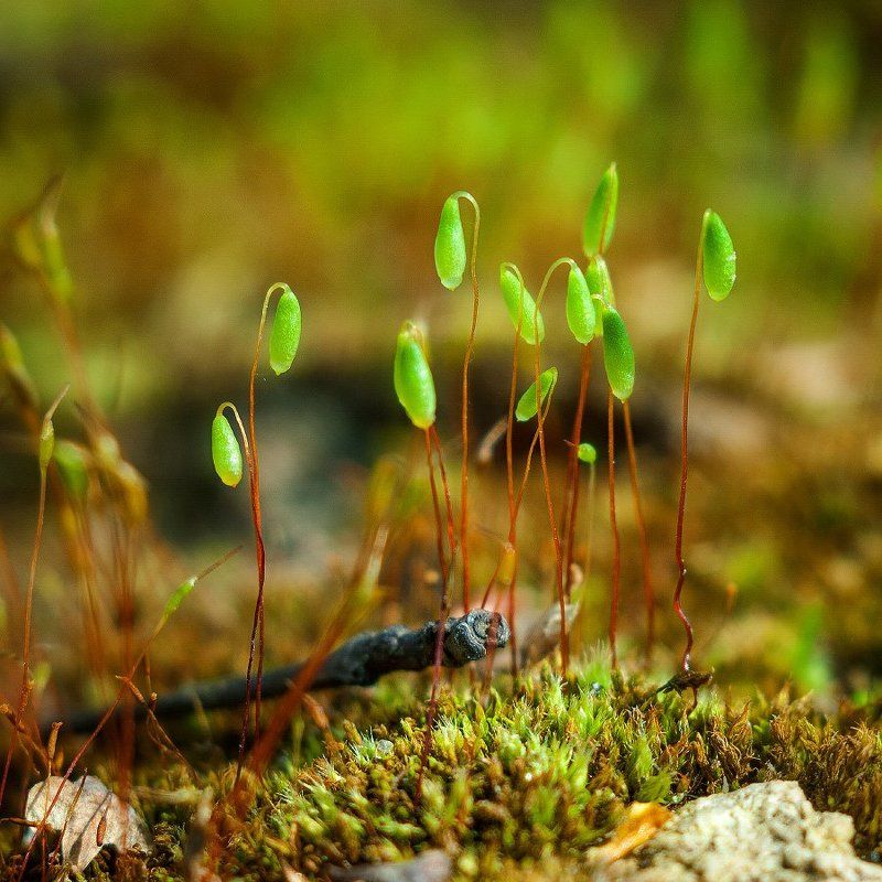 Bryophyta фото превью
