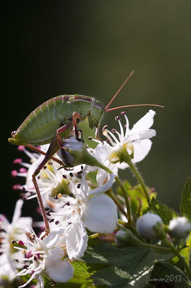 , Игорь ФУММ