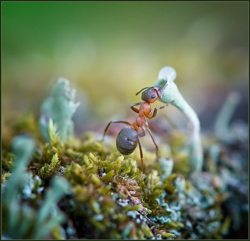 Есть тут кто? фото превью