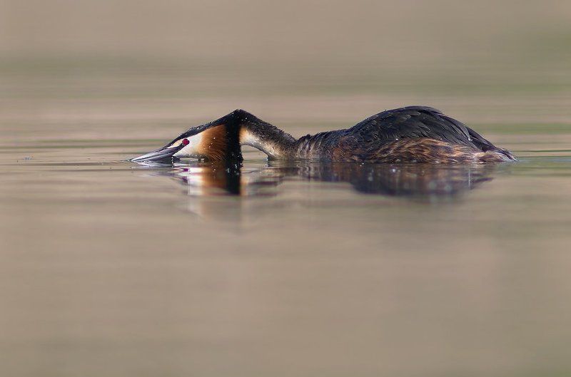 Чомга фото превью