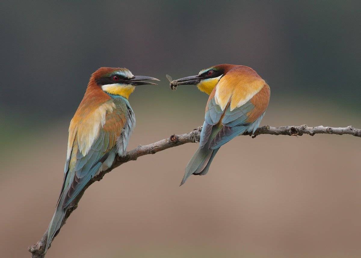 , Стефан Дянков