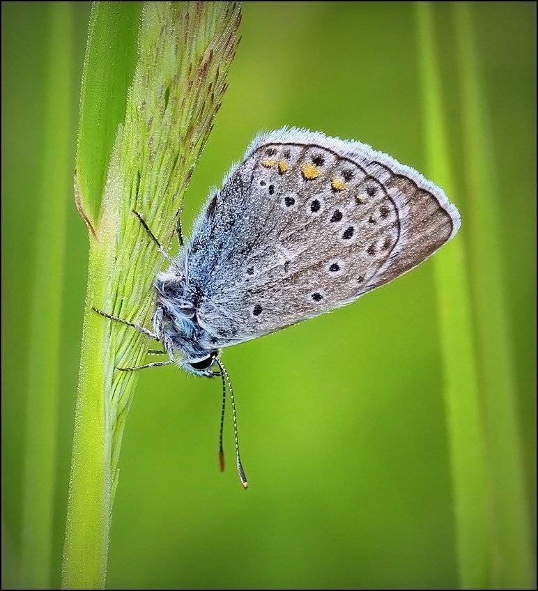 , Андрей Корочкин