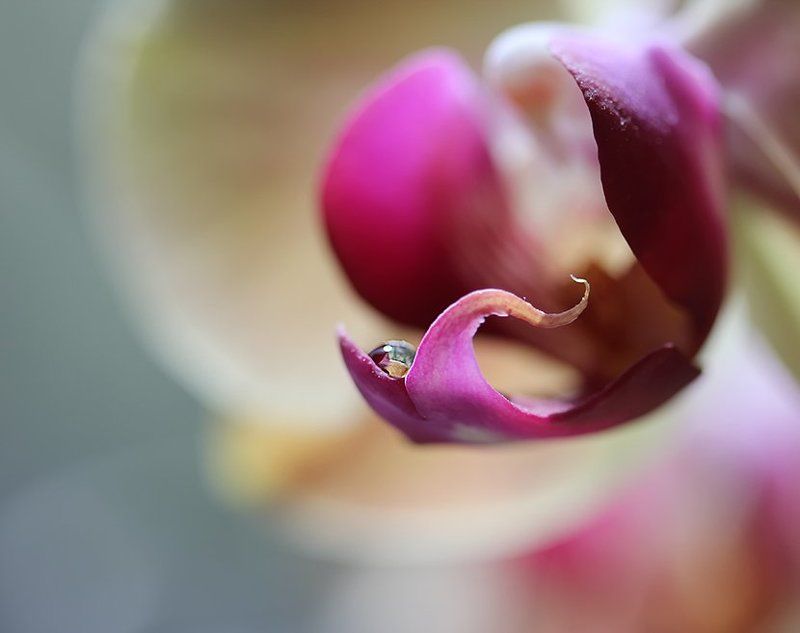 цветы, орхидея, капли Маленький мир Орхи... фото превью