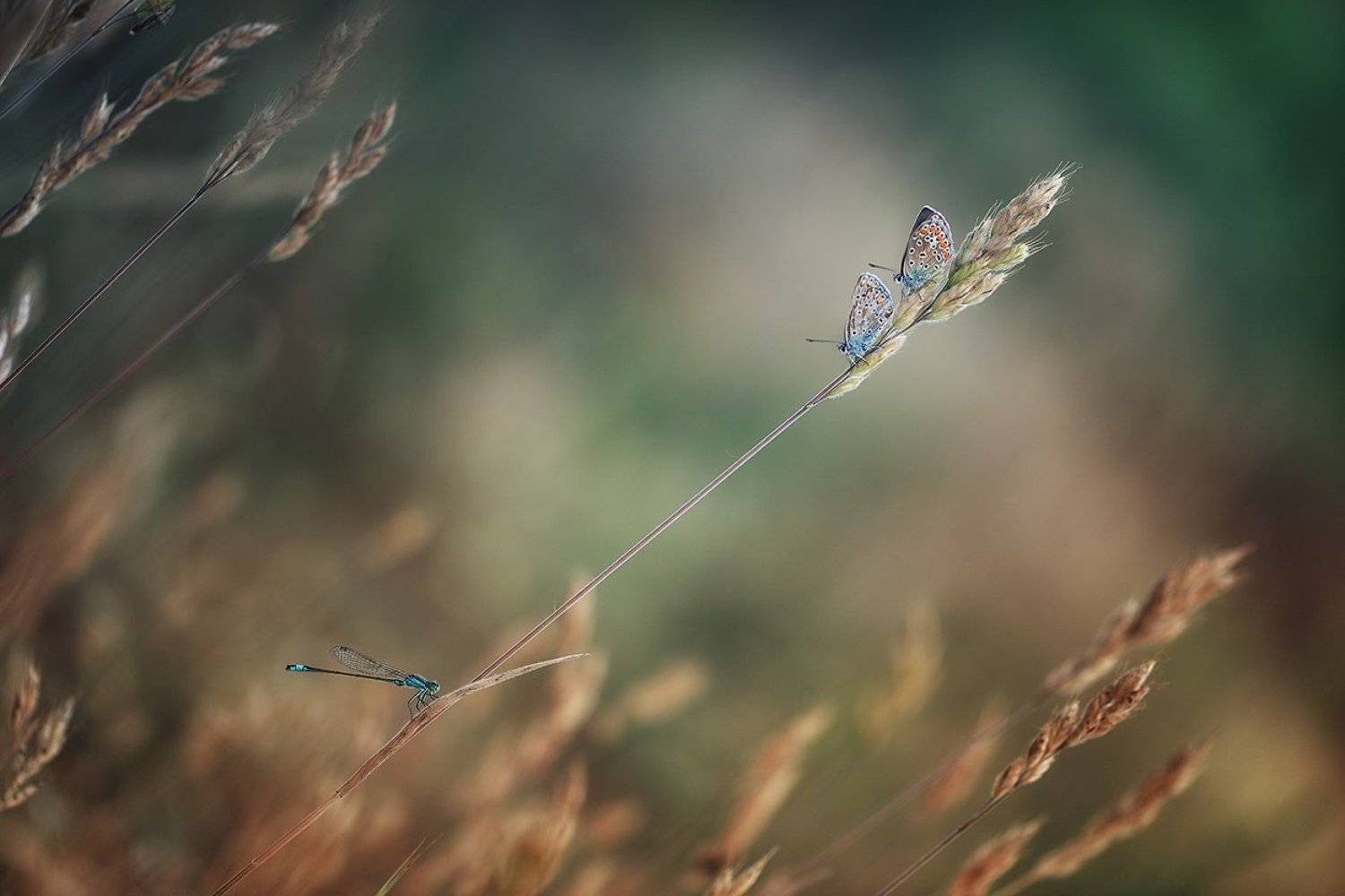 , Красимир Матаров